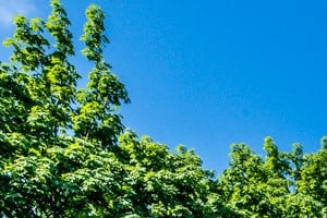 South Shore Apartments for rent in Chicago | 7700 S Kingston